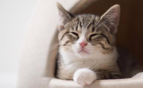 How to understand the ten elegant names of cats by ancient people? Let s take a look at this article