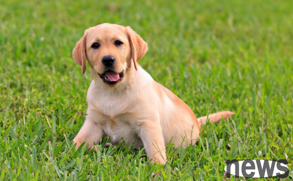 How to prevent skin diseases in dogs? Do these things well