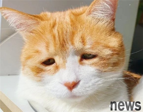 I only realized after raising a cat for a long time that cats always sigh because of these reasons!