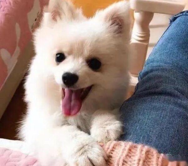 The main manifestation of dogs being 