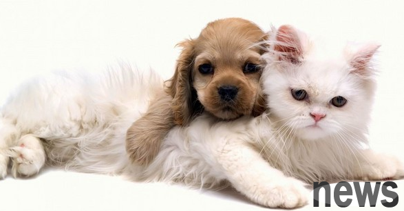 Happy hours for animals, dogs and cats | Melting love: Happy lives for cute dogs and cute cats