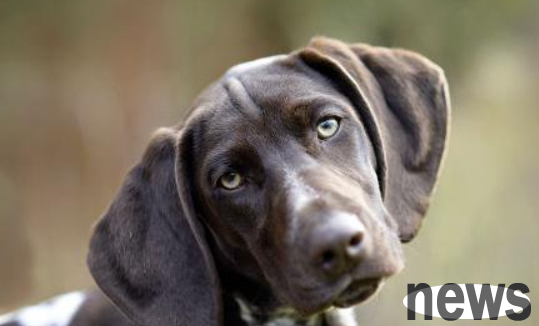 How many times does artificial insemination usually succeed?