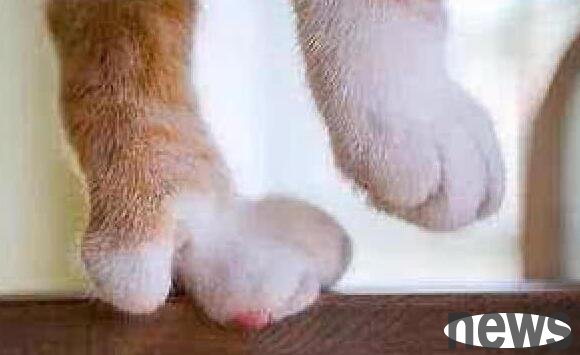 The owner was afraid that the cat would grab the sofa randomly, so he took it to the hospital for declaw surgery. A few days later, the tragedy happened.