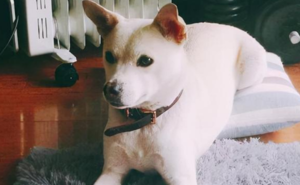 These 6 types of dogs have little body odor and are suitable for raising at home!