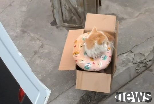 Abandoned when sick? Garfield was invisible when he was taken away